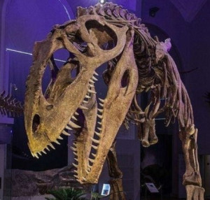南方巨兽龙的化石图片