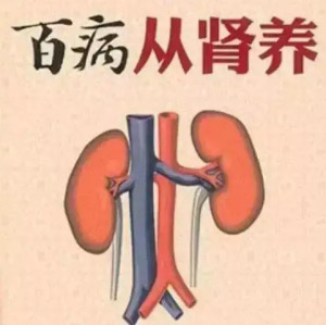 养肾