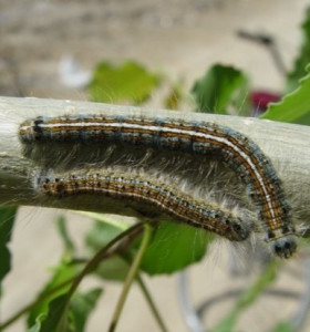 天幕毛虫