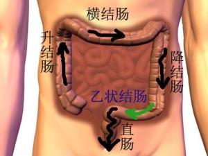 肠道结构