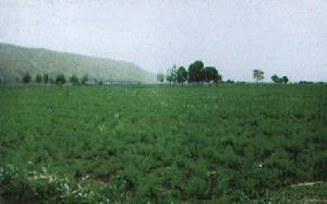 药材种植