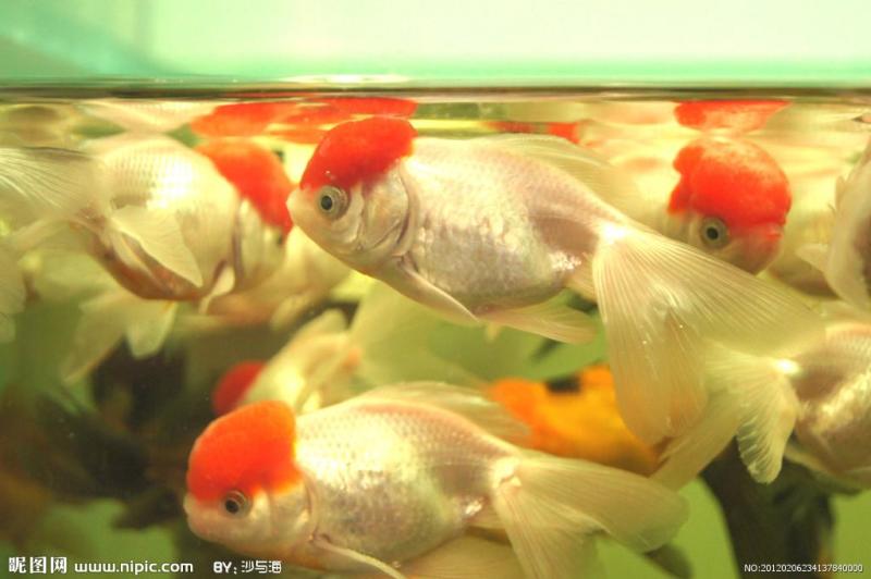 鹤顶红金鱼 鲤形目动物 搜狗百科