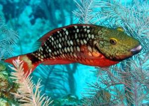 鹦嘴鱼科（Scaridae）1