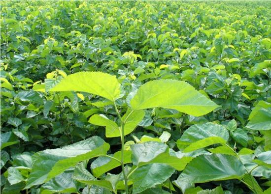 桑叶 桑科桑属植物 搜狗百科 桑叶 桑科桑属植物 搜狗百科