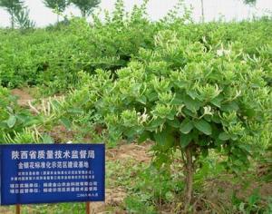 金花3号金银花品种