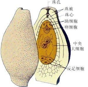 胚珠和珠被的结构图图片