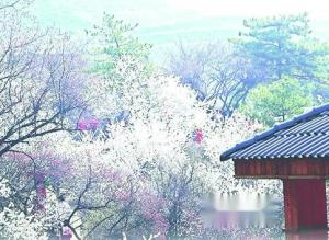 桃花盛开