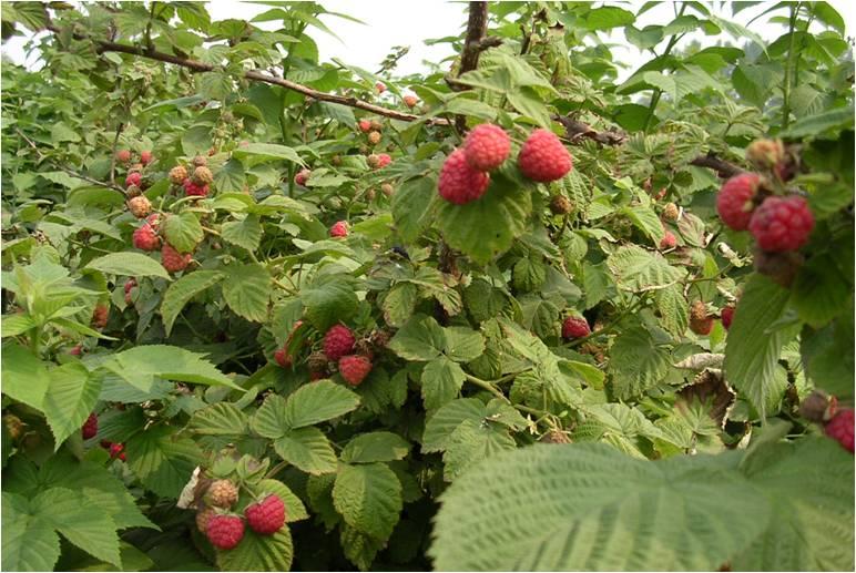 特产 ●李金梅毛笔:封丘县李金梅笔庄,创建于清代咸丰年间,至今已有