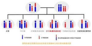 古猿的染色体平衡易位