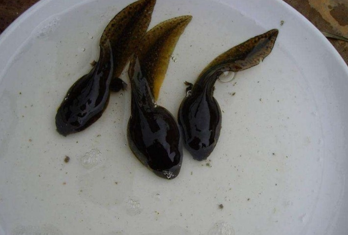 蝌蚪