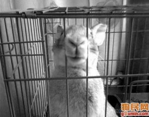 小兔子