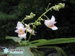 白花凤仙花