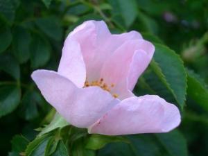 犬玫瑰 蔷薇科蔷薇属植物 搜狗百科