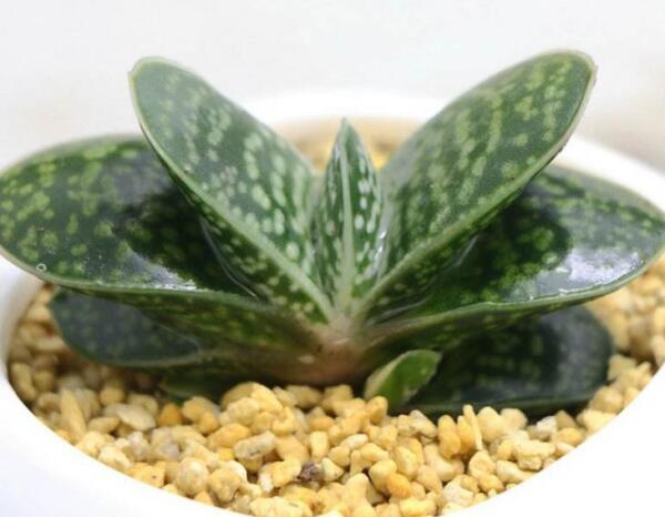 子宝 阿福花科鲨鱼掌属植物 搜狗百科 子宝 阿福花科鲨鱼掌属植物 搜狗百科