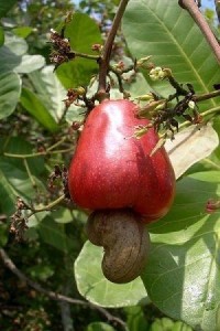 腰果树