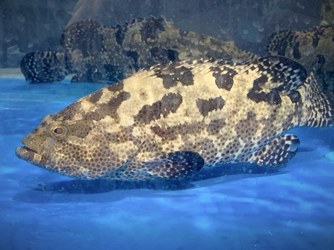 它肉质美味,营养丰富,味道好于一般石斑鱼,能做多种海鲜佳肴,货源稀少