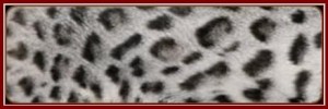 银色系（Silver，属于Tranditional色系）