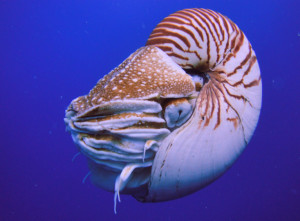 是奥陶纪的海洋中凶猛的肉食性动物;由于大量食肉类鹦鹉螺类的出现