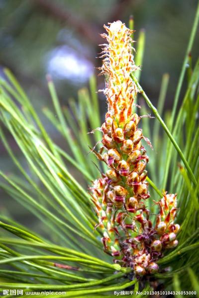 松花 松科松属植物 搜狗百科