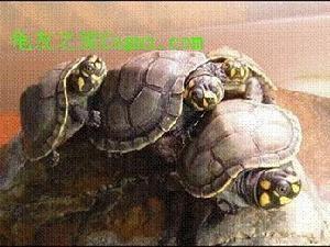 侧颈龟