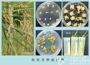 水稻育种培育
