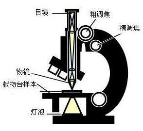 普通学生光学显微镜示意图