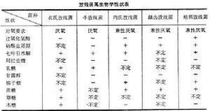 放线菌属