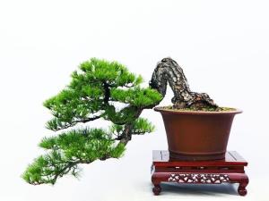 罗汉松盆景
