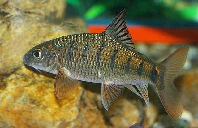 淡水石斑鱼