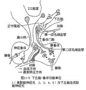 下丘腦垂體系統,即下丘腦與腦下垂體組成的一個完整的神經內分泌功能