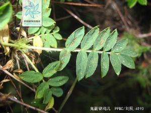 鬼箭锦鸡儿枝叶