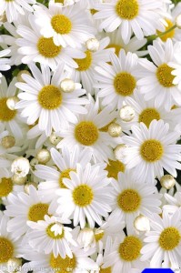 白菊花