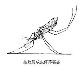 成虫停落姿态