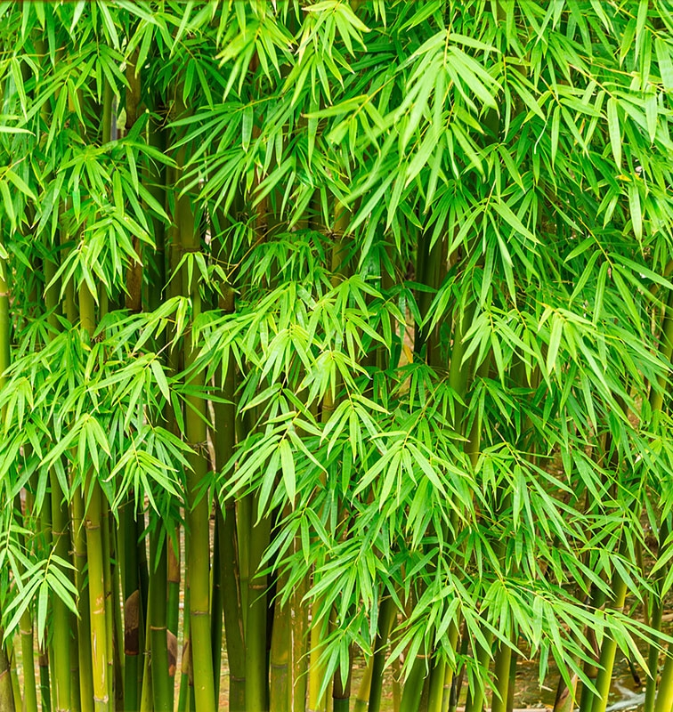 竹