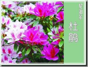 亚洲各国(地区)国花(区花)