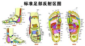 足部反射区图