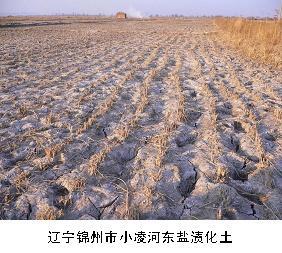 土壤质量评价
