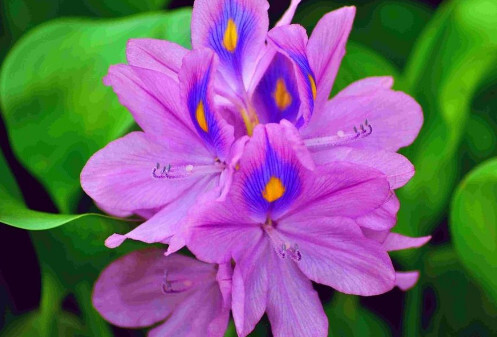 凤眼蓝 雨久花科凤眼蓝属植物 搜狗百科