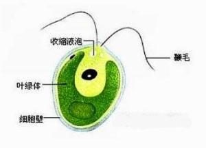 鞭虫卵结构示意图图片