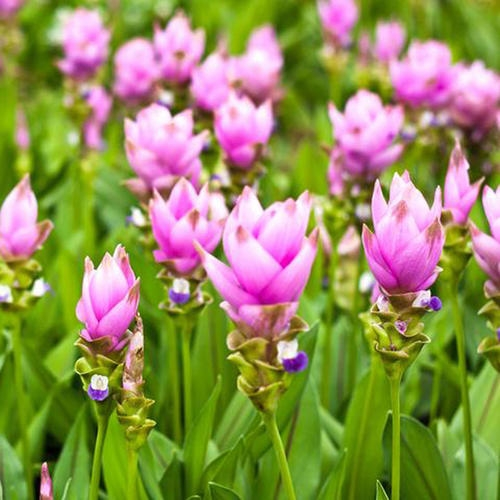 姜荷花 - 搜狗百科