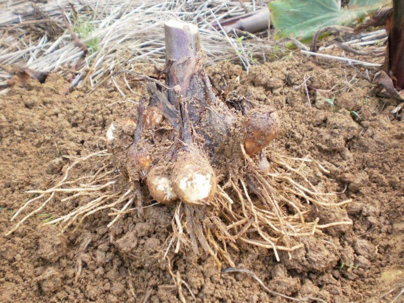 里芋 搜狗百科 里芋 搜狗百科