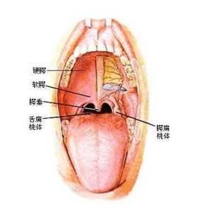 咽喉结核图片