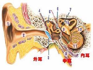 听觉器官(耳朵结构)