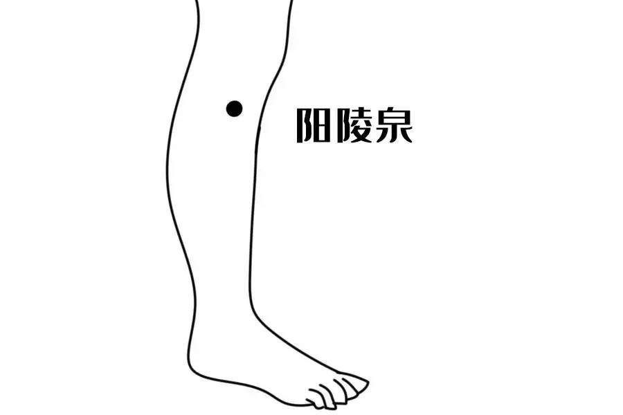 阳陵泉(人体穴位)
