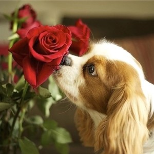 查尔斯王骑士猎犬