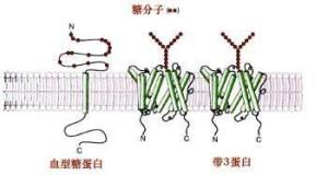 膜糖分布的不对称性