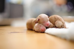 玩具贵宾犬幼犬