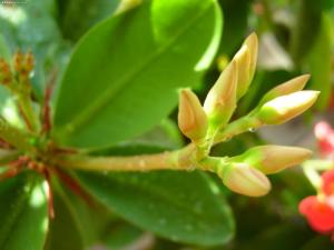 萼在花瓣下部的一圈形态特点编辑1形态特征3词条图册花萼植物萼片分类