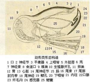 形态构造