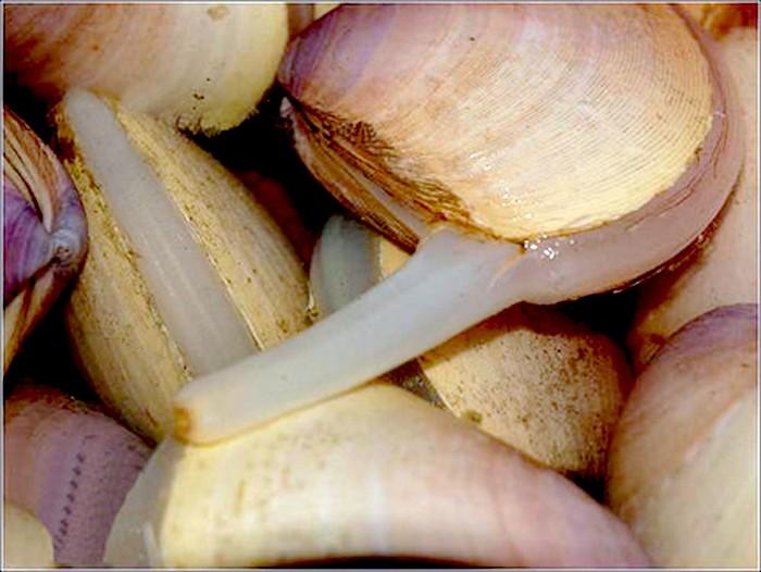 日照西施舌 - 搜狗百科